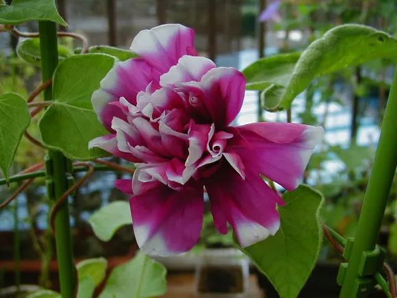 牵牛花到处都可以肆无忌惮的生长,不常见的品种,美出天际!