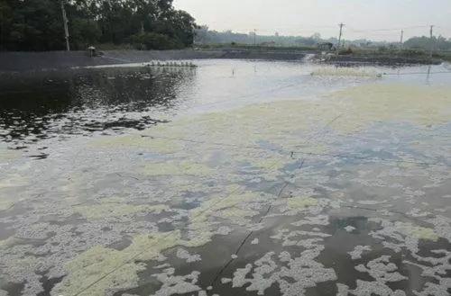 池塘处理泥皮和油膜方法,养殖池淤泥怎么去除