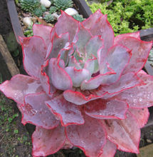 广寒宫都有谁,广寒宫里都有谁