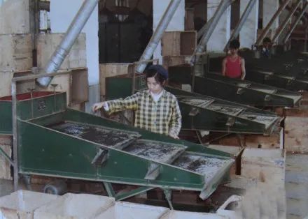 川红工夫,川红工夫红茶的历史