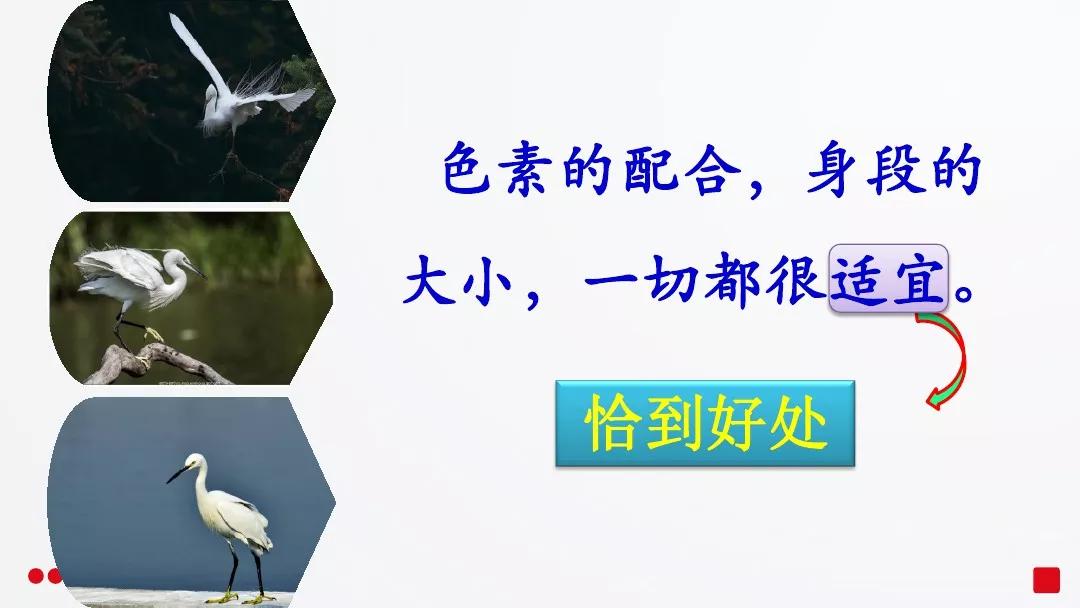 五年级部编版语文白鹭讲课视频,部编小学语文五年级上册白鹭课件