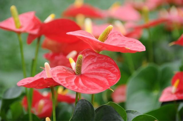 红掌的叶子上出现黄斑怎么办,红掌叶长黑斑什么原因