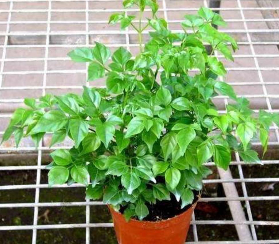 幸福树叶子少怎么才能枝繁叶茂,幸福树叶子越来越少怎么养