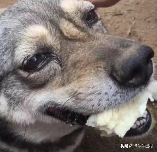 流浪狗吃鸡蛋哭了,流浪狗吃火锅哭了