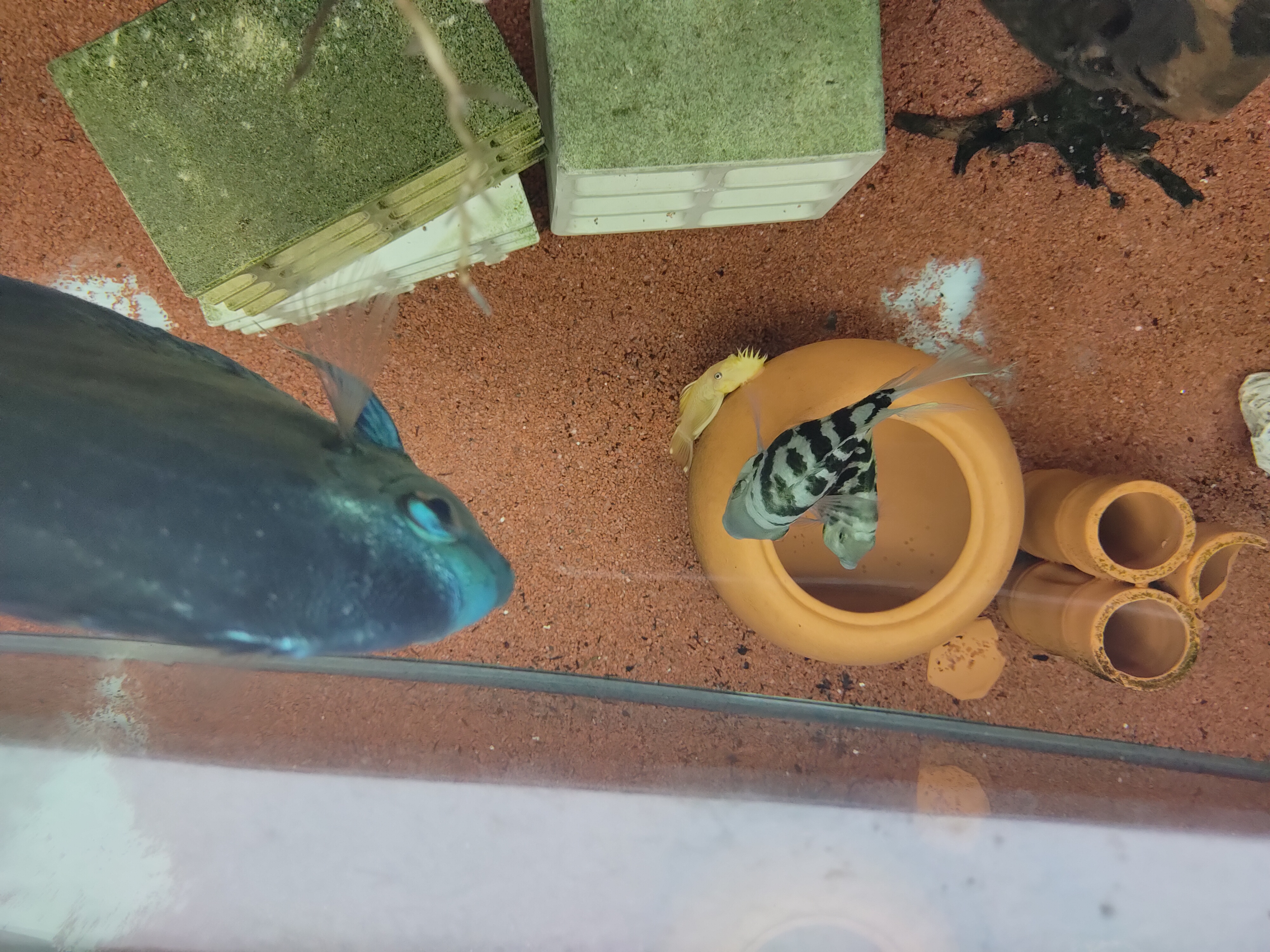 宝石蓝迷你鹦鹉鱼怎么分公母,迷你白金鹦鹉鱼多大可以分公母