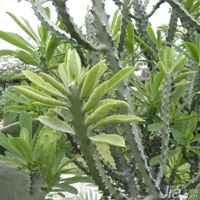 卖一两百一斤的鱼,卖一条鱼多少钱