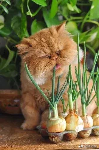 猫咪不能吃什么添加剂,猫咪不能吃什么