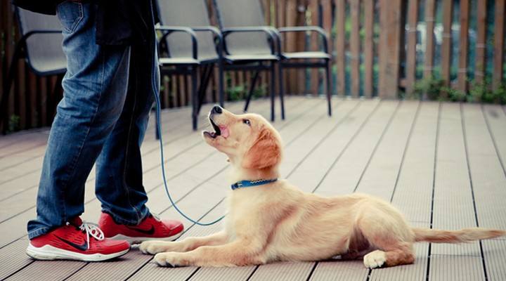 狗狗把你当成父母的征兆,狗狗把主人当妈妈的表现