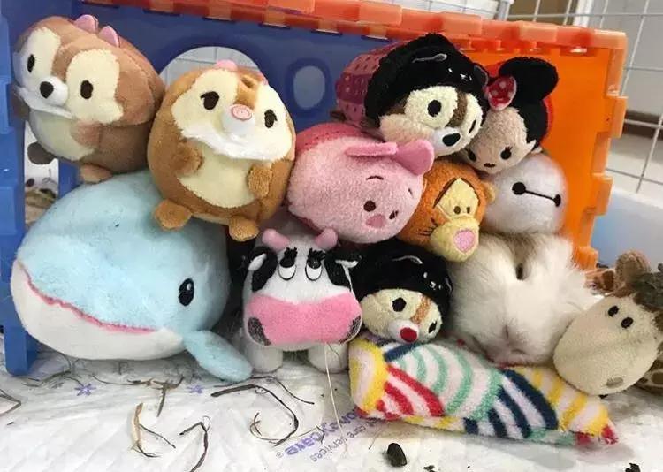 坎贝尔仓鼠和加卡利亚仓鼠,仓鼠生育的小仓鼠种类