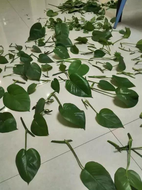 君子兰砍一刀留几公分,君子兰砍了一刀就开花了