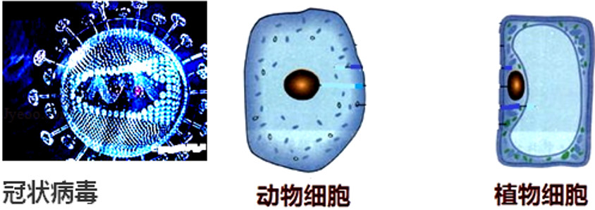 新型冠状病毒肺炎的初中各科知识点请收好