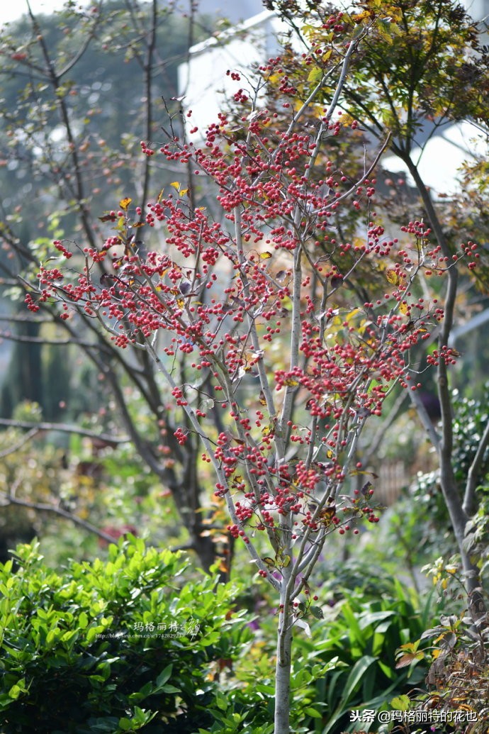 整个冬天都挂着的小红果，迷你山楂“冬果王”｜植物笔记