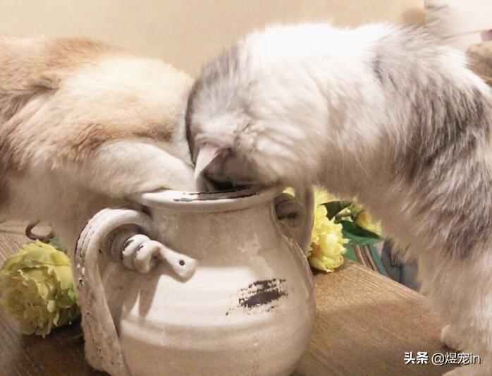 当猫咪调皮捣蛋时,该如何制止它们?