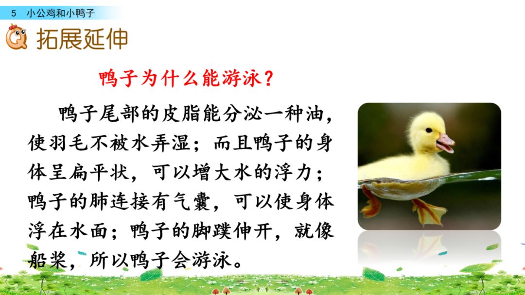 小公鸡和小鸭子一年级下册视频,一年级下语文小公鸡和小鸭子讲解