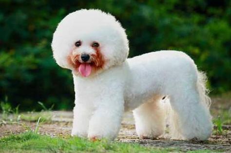 比熊犬总是眼屎多,比熊犬眼泪眼屎多滴什么眼药水