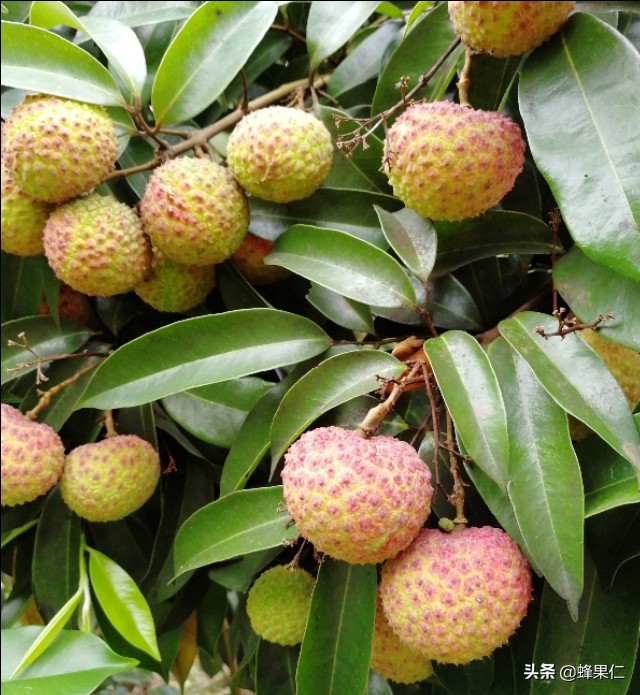 野生荔枝树,农村大量荔枝树