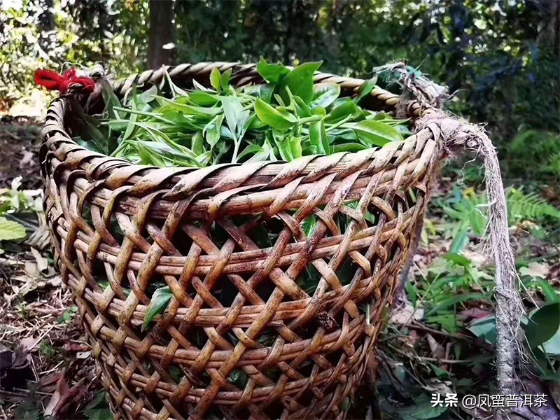 普洱茶名品品鉴,普洱茶品鉴与观赏性