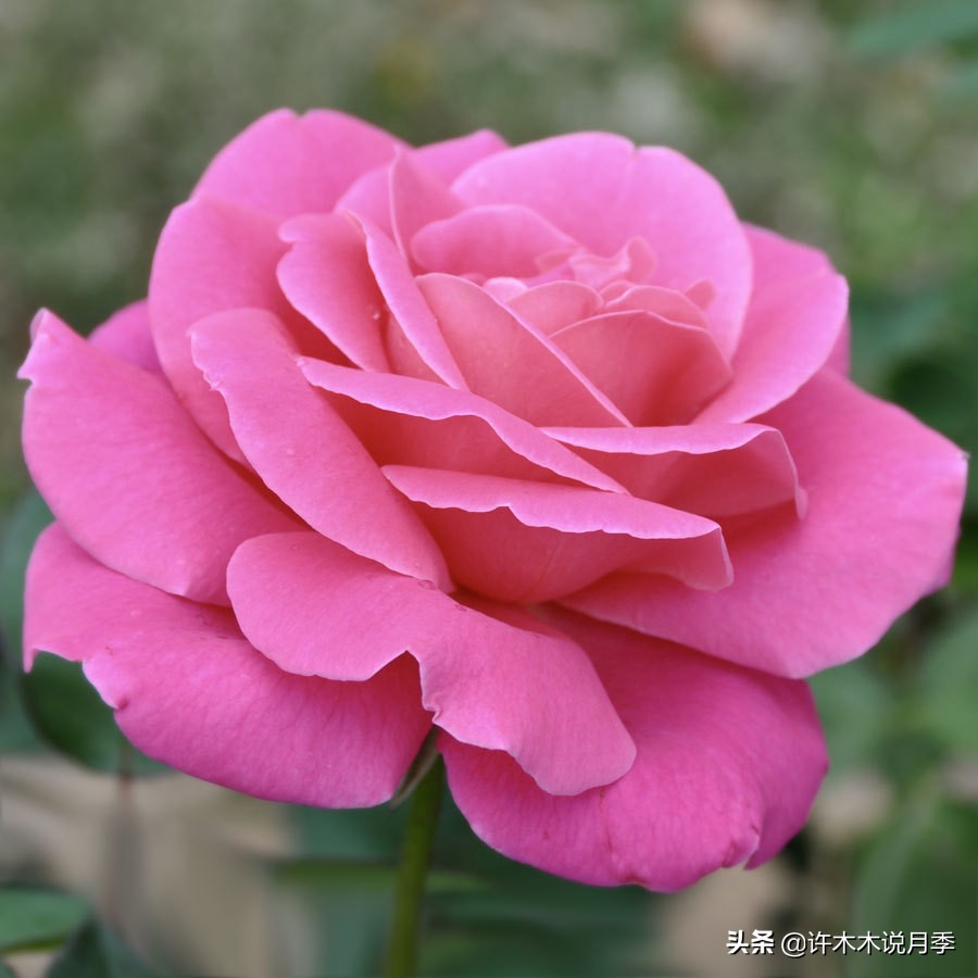 比较香又好养的月季 (颜值高又好养的月季适合阳台党的)