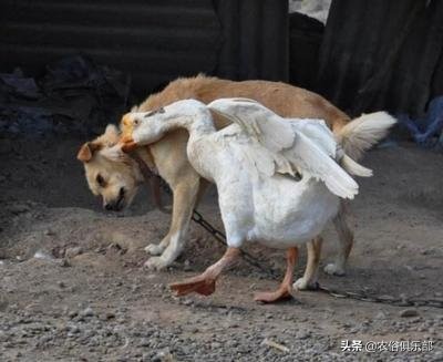 鸡蛋总是被鸡偷吃,鸡蛋老是被黄鼠狼偷怎么办