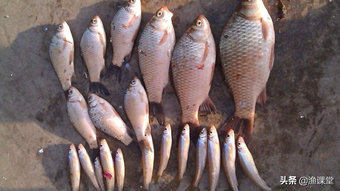 钓鱼小鱼闹窝的最有效的方法,夏季小鱼多怎么用饵
