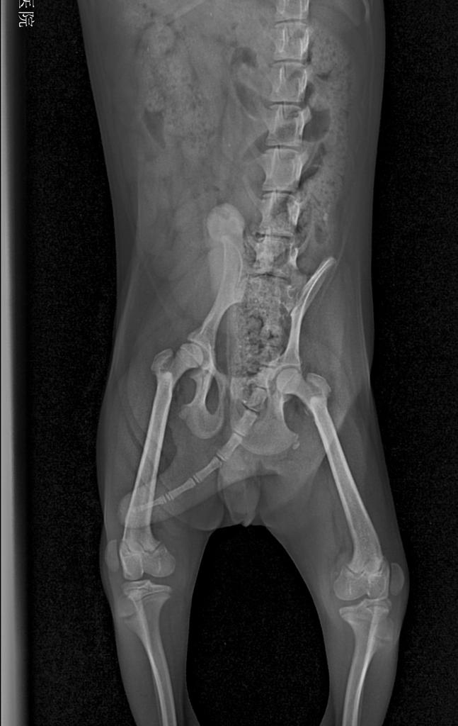狗狗髌骨脱位，有这些症状的一、二级脱位是不需要手术治疗的