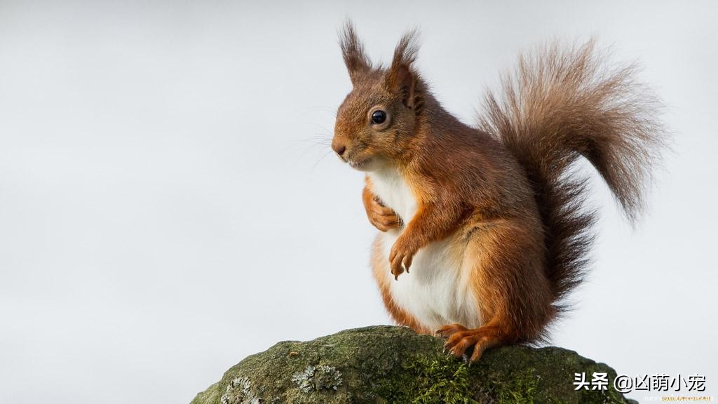 松鼠肺炎症状怎么判断,松鼠传染病
