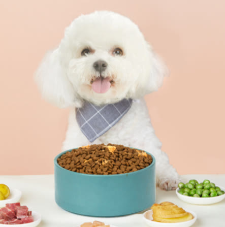 比熊最近几天不吃狗粮是什么原因,比熊突然不吃狗粮怎么回事