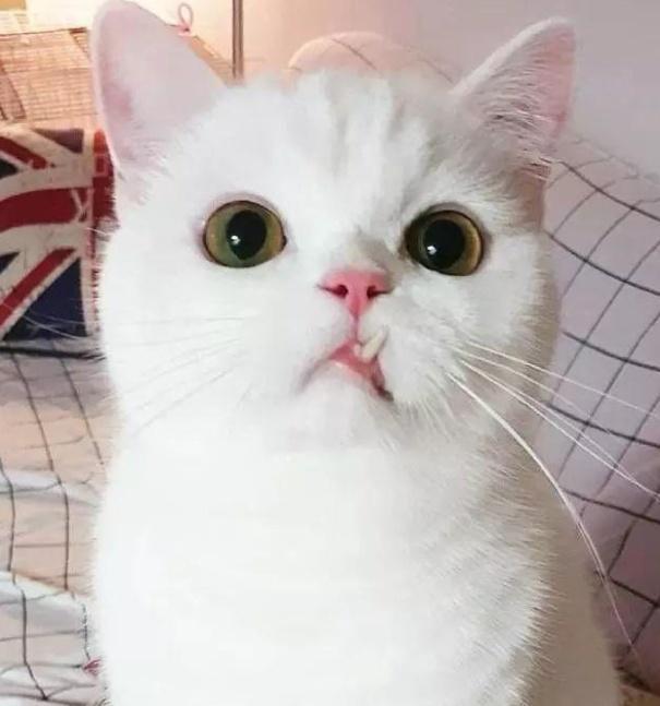 猫咪换牙是龅牙怎么办,猫咪换牙时会出现什么情况