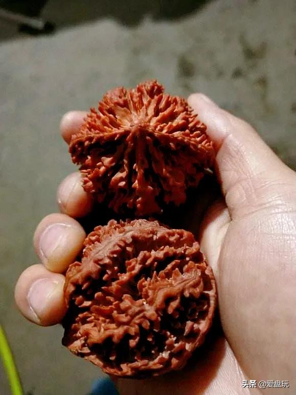 它是核桃圈的“虐手扛把子”，敢上手盘的，都是铁汉子