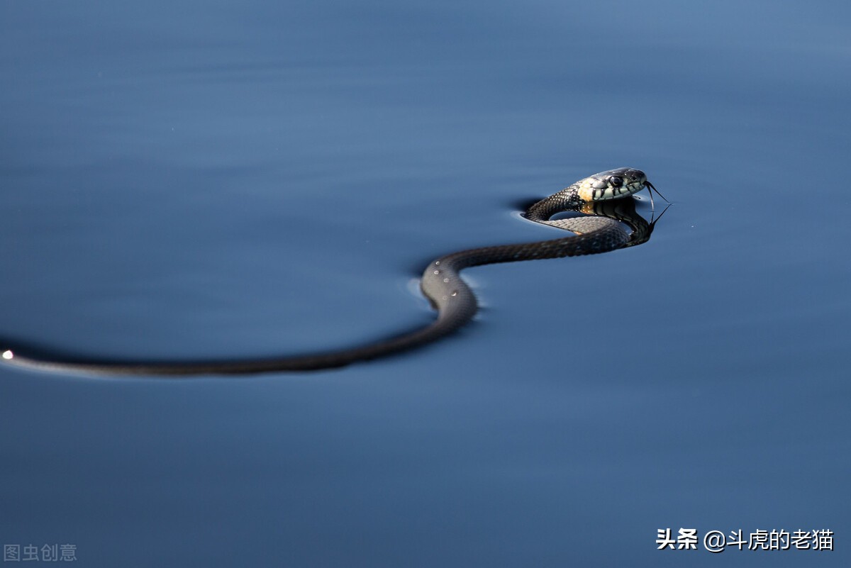 蜜獾那么凶猛真实的战斗力咋样,蜜獾展现真实实力