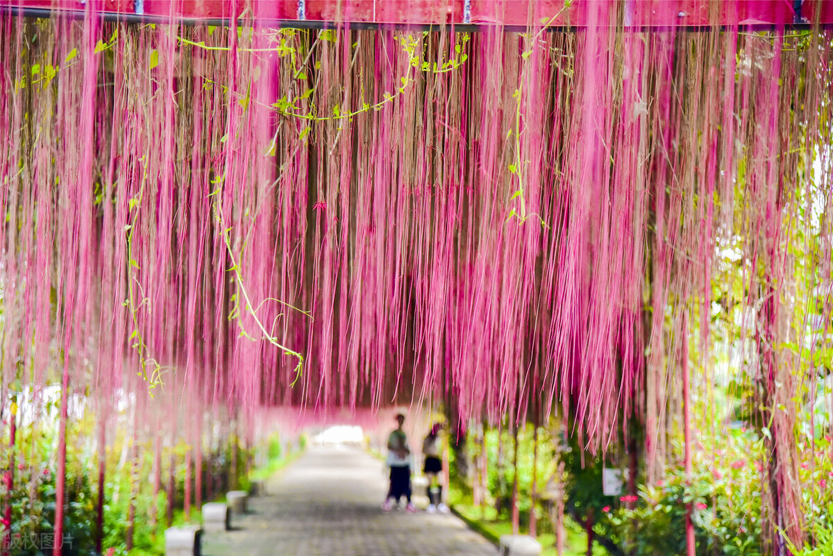 100种常见园林图鉴,列举20类不同的园林花卉