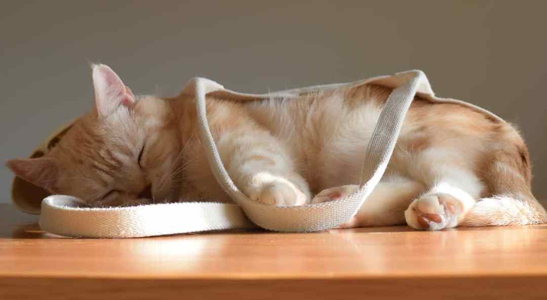 猫咪误食巧克力全过程,猫咪如果误食了巧克力怎么办