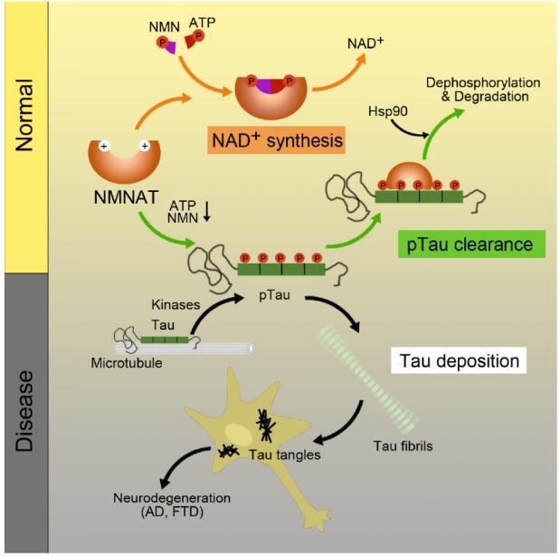 脑科学日报关于记忆,精神分裂症每发作一次伤害大脑
