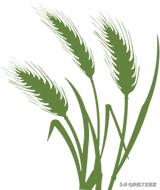 郑光前散文《我的搅团情结》欣赏