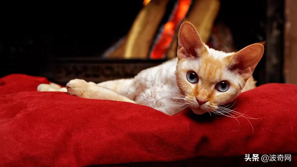 猫咪为什么掉毛特别厉害,猫咪打架掉毛秃了很大一块