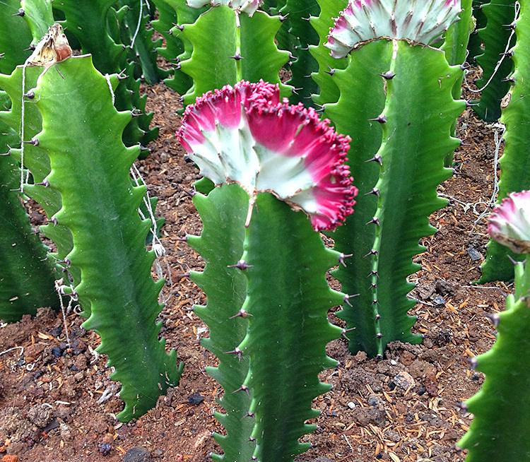 彩春峰的风水寓意,彩春峰的品种怎么养