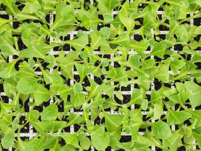 烤烟育苗有哪些问题,烤烟专业化育苗管理办法