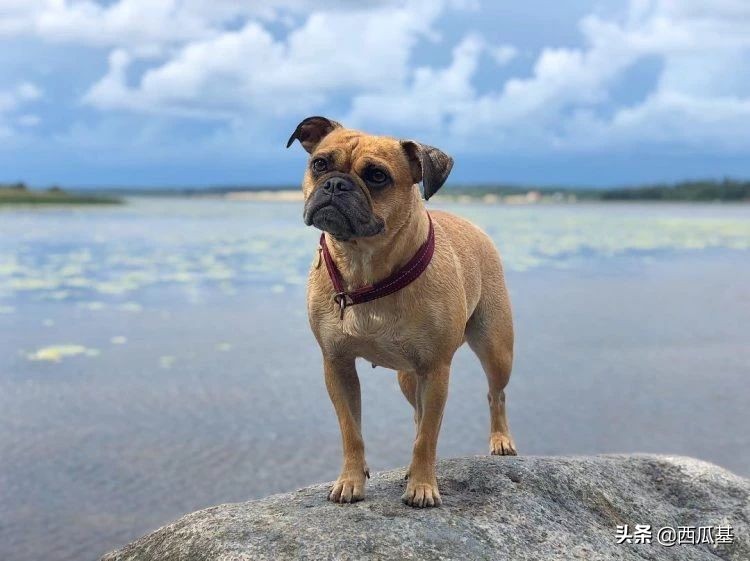 常见的串串狗都是什么品种,不建议养的10种狗串串犬