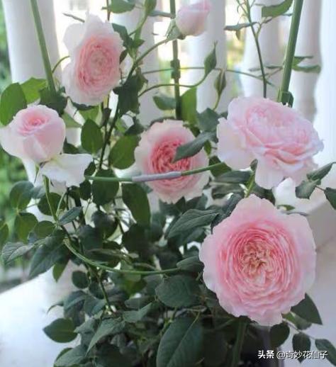 给大家推荐几款皮实好养的月季,好养不生病的月季有哪些品种