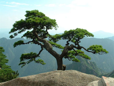 中国十大名植物,中国十大吉祥动物名称