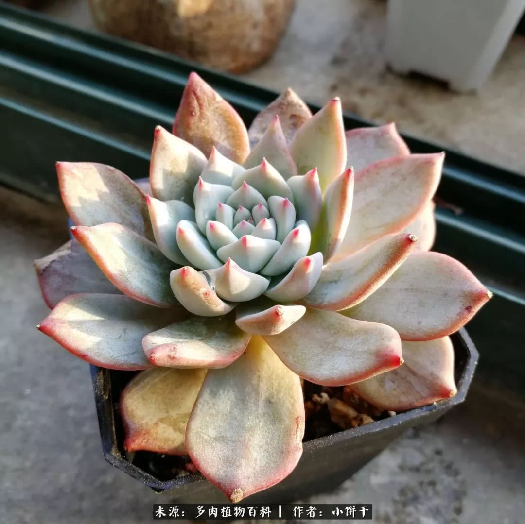 无肉不欢的肉瘾少女，日日沉迷于美色无法自拔！