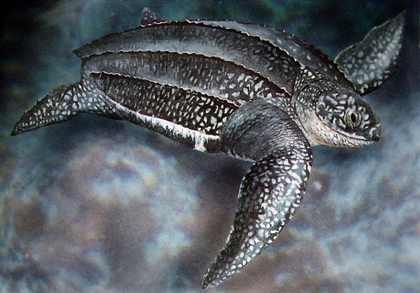 龟类大百科,大眼睛龟类