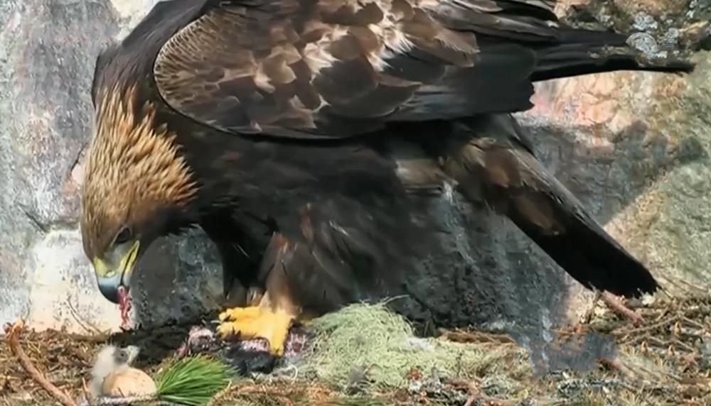 澶╁北鍑虹幇闆惫,閲戦洉鏃辩嵀娓搁毤