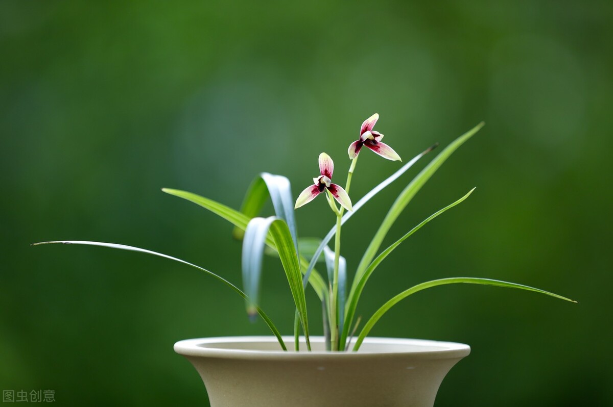 北京地区建兰几月施磷钾肥催花,建兰怎样才能开花5个诀窍