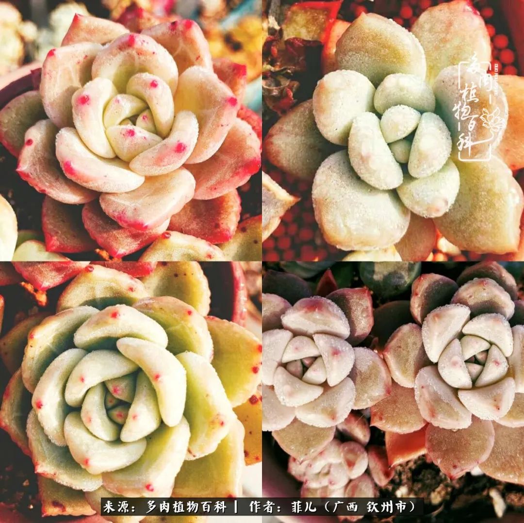 多肉相伴的感悟,与多肉为伴的时光真的很美好