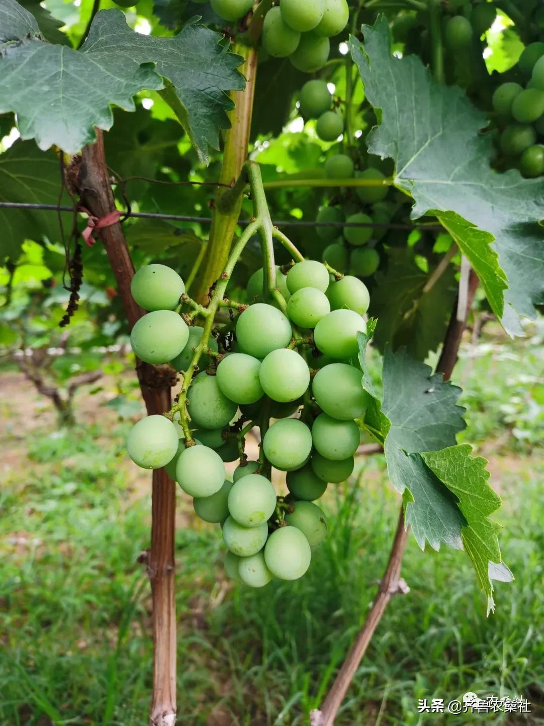 青州民宿桐峪里价格,青州桐峪里民宿有树屋吗