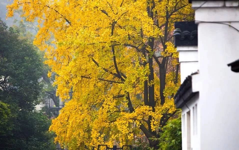 免费公园南京,南京江北免费公园