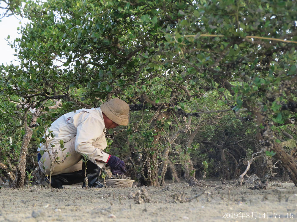 痛心！北海红树林不设防，任你踩任你挖