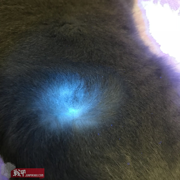 猫猫健康探照灯——纳丽德Dr.K3UV伍德灯简评