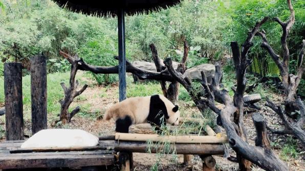 广州长隆购买攻略,广州长隆游玩攻略必买